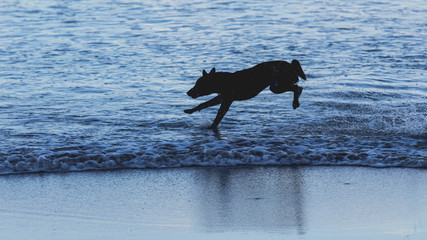 The dog is running on the beach in the morning.