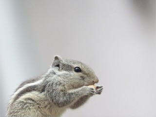 Squirrel Munching Nut