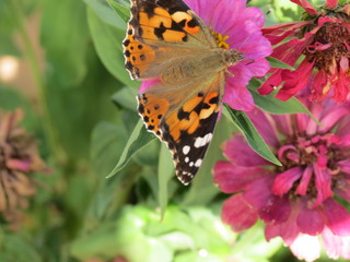 close-up of a butterfly on a pink tsinia flower on a background of flowers and green leaves