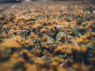 Moss on field