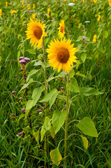 bright sunflowers on a large field on a sunny day