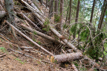 Zerstörung einer Lawine im Wald