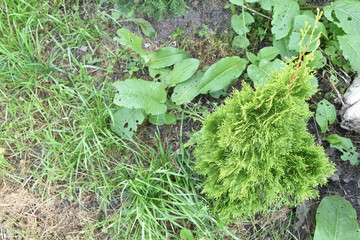 green plants in the fall season