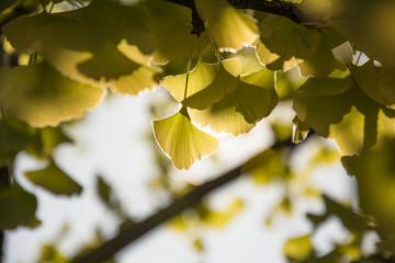 ginko