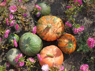 close-up of pumpkins of different sizes and colors: orange, green-striped, lying on the ground and around the pink asters