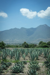 Mezcal "Mexican traditional spirit" Producers, Oaxaca