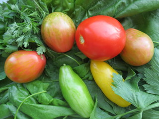 close - up of multicolored tomatoes: red, yellow, green on a background of green spinach, celery, cilantro
