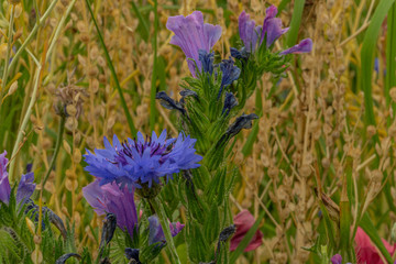 A blue cornflower in a meadow for insects with a blurred background