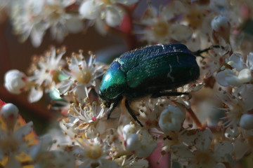 scarabée