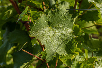 feuille de vigne grolleau gris