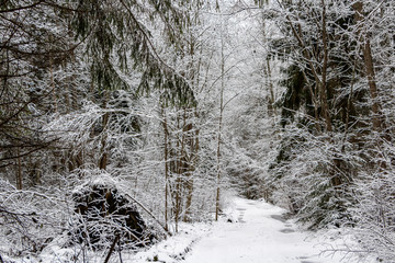 Forest path with snowy trees in winter