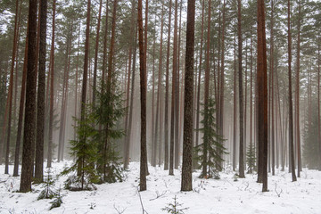 Calm view with winter fog in forest with pine trees and snow