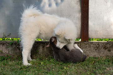 Mixed breed grey and white cat and samoyed puppy playing together outdoor