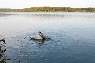 white swans with small swans on the lake