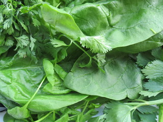 close-up of juicy green spinach, cilantro and arugula leaves