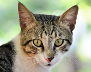 Cats, Alley Cats, Stray Cats