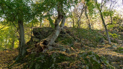 Fototapeta na wymiar An old tree in autumn on a mountain in sunshine