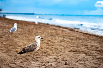 Seagull on the sandy beach