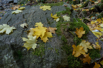 Colorful autumn leaves from a maple tree in humid weather