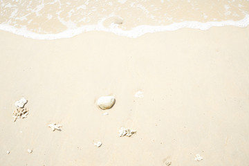 beach background with starfish and shells