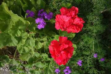 赤いゼラニウムと紫の花