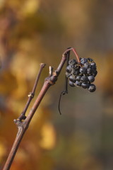 raisin d'automne