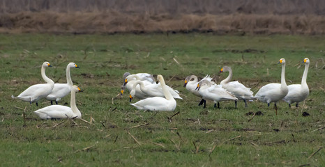 Mixed herd of different species of swans - tundra and whooper feeding and resting together on green...