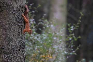 Red Squirrel, Sciurus vulgaris, close portrait while on stump and running down pine tree within a forest in Scotland during September.