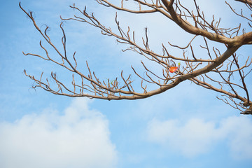 branch of tree and the only red leaf with blue sky
