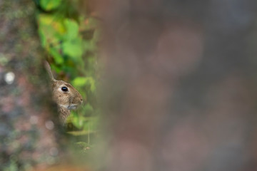 Naklejka na ściany i meble European Rabbit, Oryctolagus cuniculus, seem hidden between two pine trees in Scotland during September.