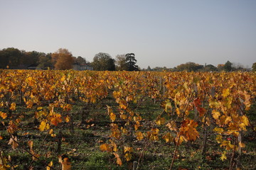 vignes, automne