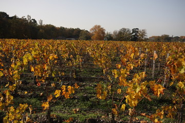 vignes en automne 