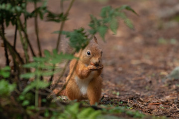Naklejka na ściany i meble red squirrel, Sciurus vulgaris, portrait on ground beside bracken/fern, eating/staring towards camera in a Scottish pine forest.