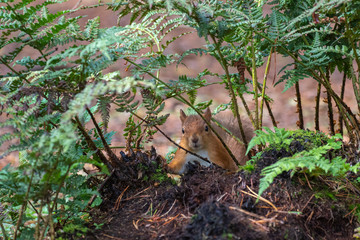 red squirrel, Sciurus vulgaris, portrait on ground beside bracken/fern, eating/staring towards camera in a Scottish pine forest.