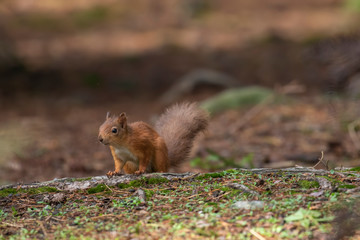Naklejka na ściany i meble red squirrel, Sciurus vulgaris, portrait on forest floor in a Scottish pine forest during september.