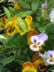 flowers in the garden