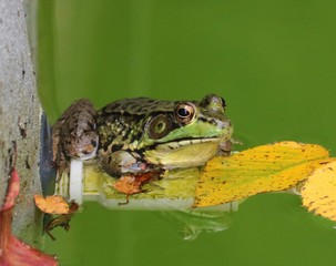 frog on leaf