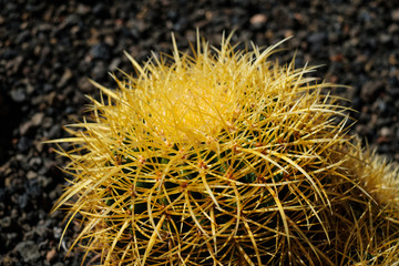 round barrel cactus , round cactus plant detail