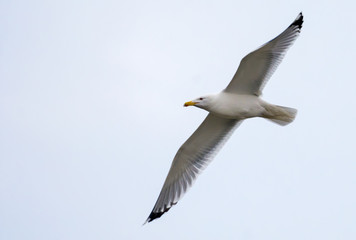 Fototapeta na wymiar European herring gull flies in grey sky with spreaded wings