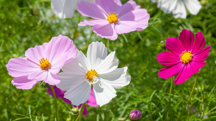beautiful pink Cosmos bipinnatus flower © magann