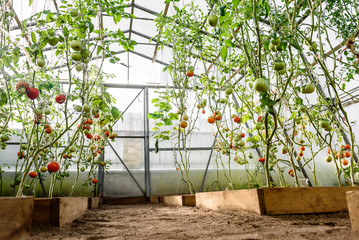 Harvest ripening of tomatoes in greenhouse. Horticulture. Vegetables. Farming.