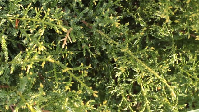 Dark green needles of juniper top view abstract video for background