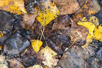 Old Weathered and Wet Autumn Leaves on The Ground