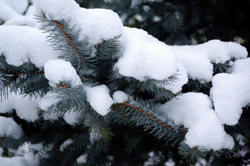 Snowy blue spruce - Picea pungens. It is called “Colorado touhi” in Japan.