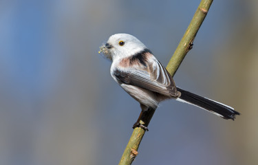 Adult Long-tailed Tit posing on small stick with lichen material for nest building in spring