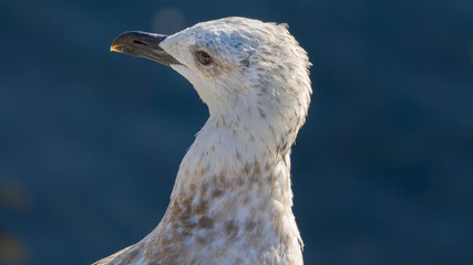 Seagull Portrait, Animal Close Up Photo, Sea Bird, Seagull Face, Blue Sea and Animal. Dramatic Portrait.