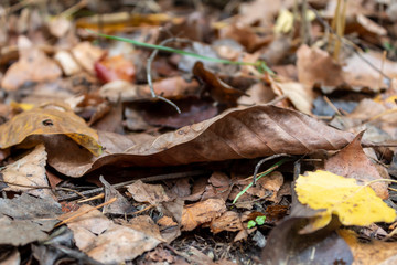 Old Weathered Autumn Leaves on The Ground