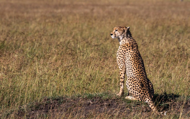 cheetah on lookout