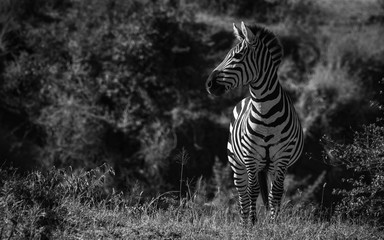 Fototapeta na wymiar zebra 