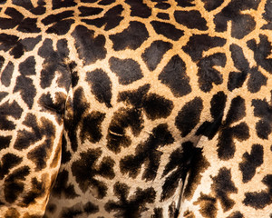giraffe texture